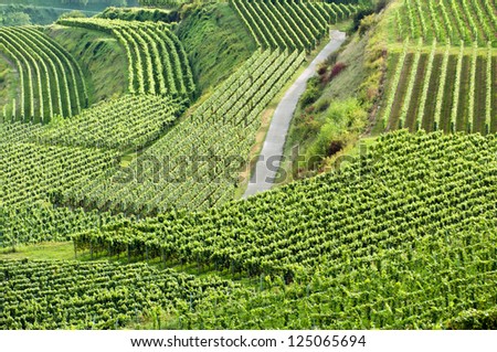 german vineyard