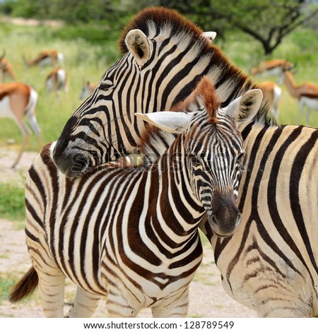 Young Zebra Cuddling With Mum