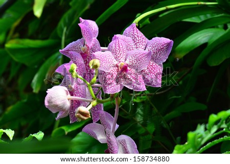 orchid flower in botanical garden La Mortella,Ischia island