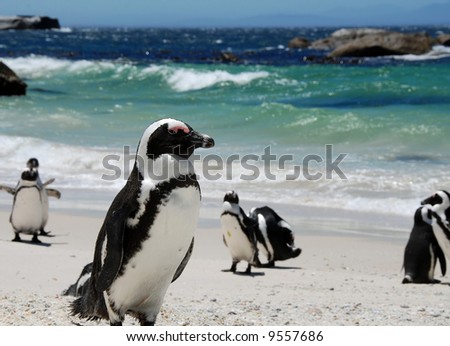 penguins near Simon\'s Town,South Africa