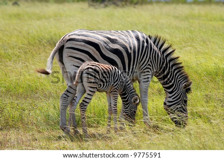 zebra with young