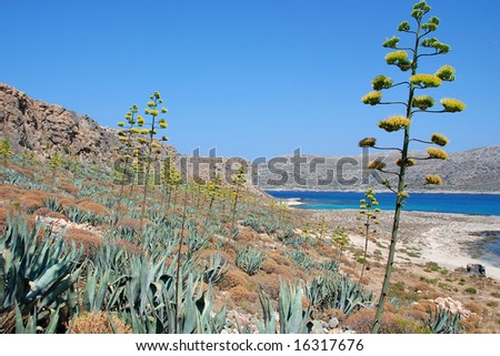seaside with century plant