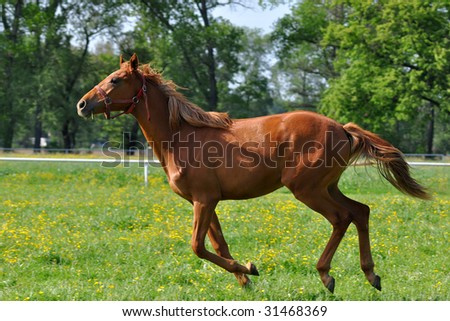 purebred galloped horse
