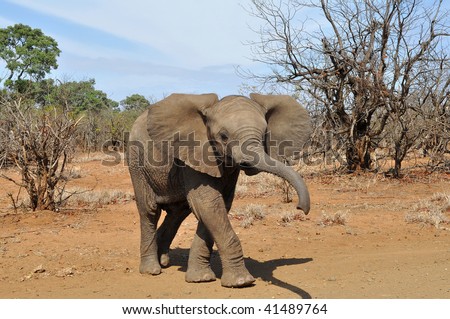 cute elephant baby