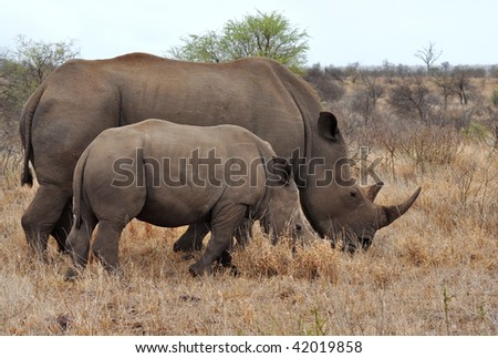mother rhino with calf in Kruger national park,South Africa