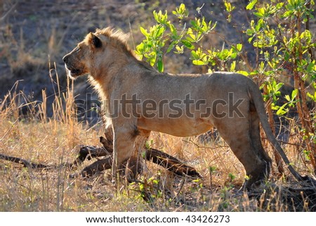 lion before hunting