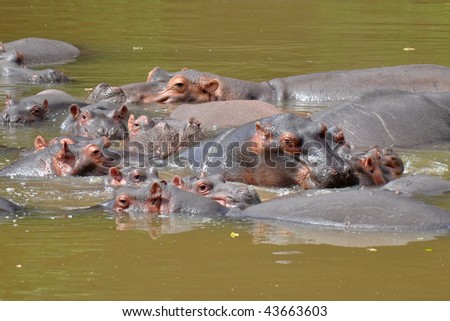 group of hippos