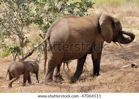 Elephant Female