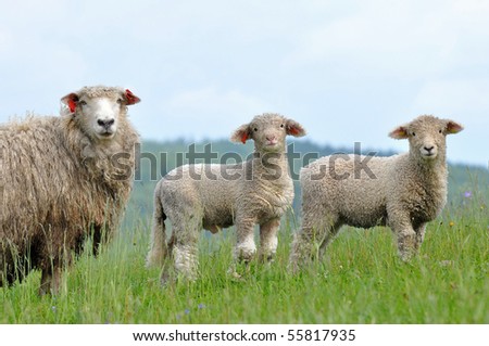 Mum Sheep