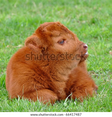 Cute Calf