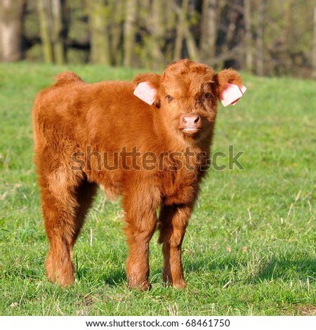 Cute Calf Of Highland Cattle Stock Photo 68461750 : Shutterstock