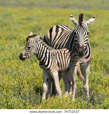 zebra with young