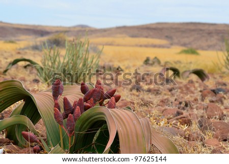 welwitschia plant namibia