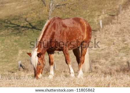 A single horse on grazing land in Switzerland (near Basel)