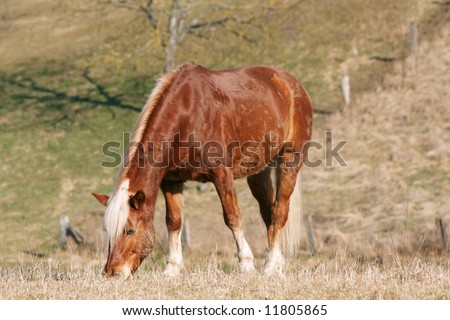 A single horse on grazing land in Switzerland (near Basel)
