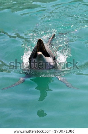 A dolphin swims with mouth open as it readies to catch a ball thrown from its trainer in Bermuda