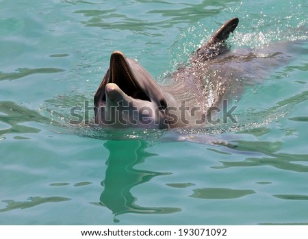 Dolphin swims with mouth opened in the waters of Bermuda