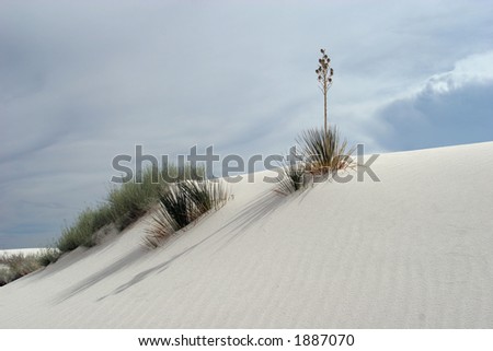 Lonely desert plant