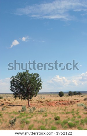 Lonely desert tree and blue skies
