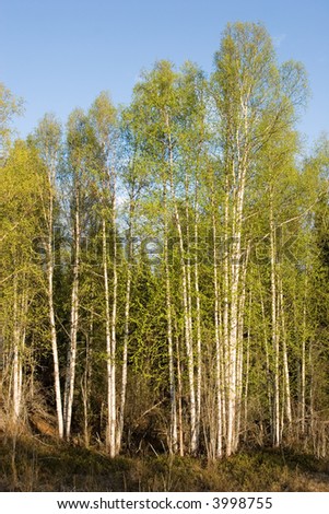 Birch tree forest in Alaska