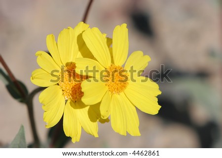 Yellow desert flowers