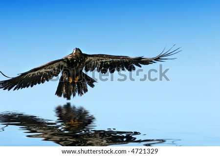 golden eagle flying. stock photo : Golden eagle