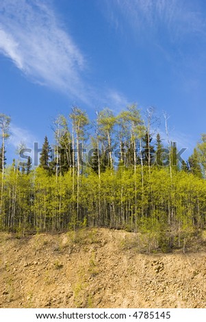 Birch tree forest in Alaska