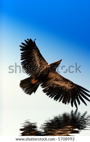 golden eagle flying. stock photo : Golden eagle