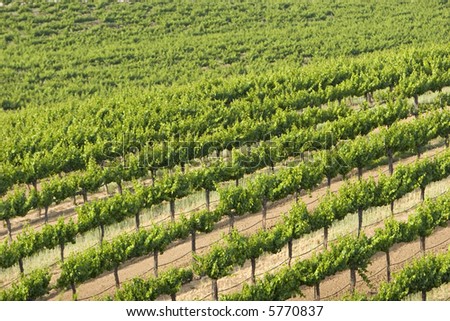 Beautiful California vineyard landscape