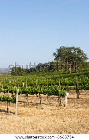 Beautiful California vineyard landscape and blue sky
