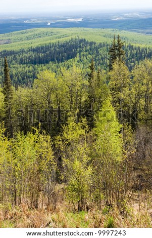 birch tree forest in Alaska