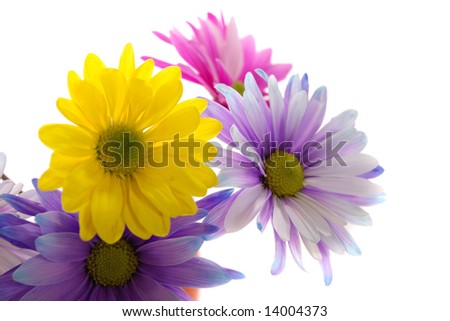 Colorful+daisies+background