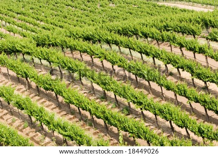 Beautiful green California vineyard landscape