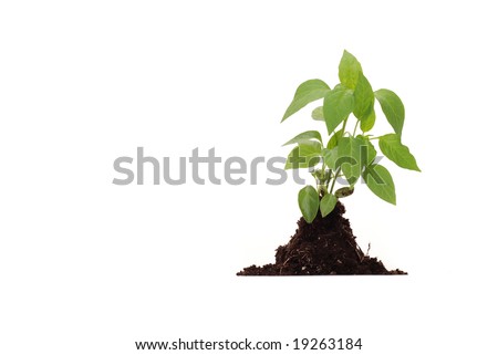 Green plant with dirt on white background