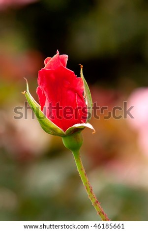 red rose flower garden. red rose bud in flower