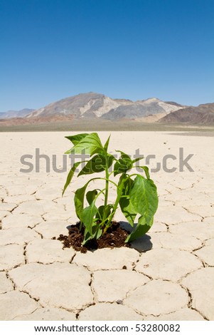Fresh green vegetable planted in drought desert ground