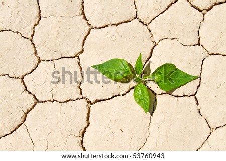 Fresh green vegetable coming to life on cracked desert ground