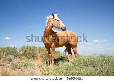 mustang horse wandering in mustang horse pictures. mustang horse wandering in