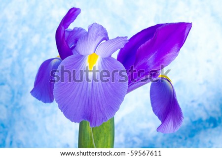 Color Iris