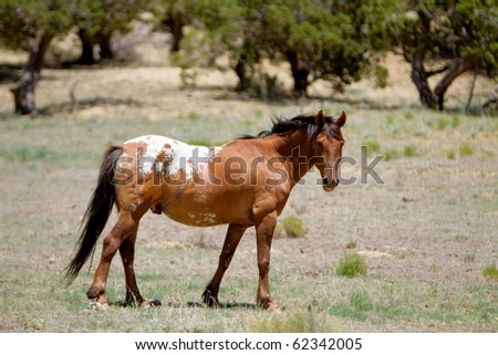 Mustang Horse History