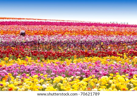 Beautiful colorful flowers in the field