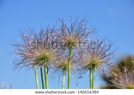 round flower of grass