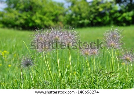 round flowers of grass 4
