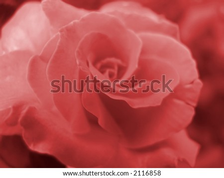Beautiful dark pink rose abstract.