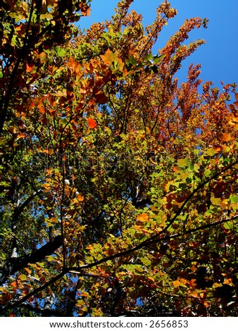 Trees turning to fall colors against a beautiful blue sky.