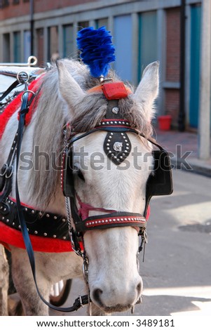 stock photo white horse pulling wedding carriage in boston