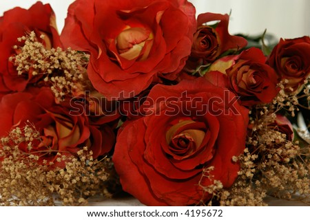 Beautiful yellow and red hybrid roses closeup laying down