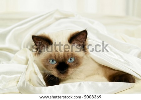 Close up shot of seal point himalayan kitten with round blue eyes hiding under white satin
