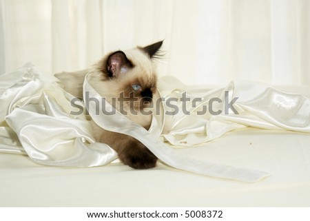 Close up shot of seal point himalayan kitten with round blue eyes wrapped in satin