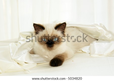 Close up shot of seal point himalayan kitten with round blue eyes wrapped in satin